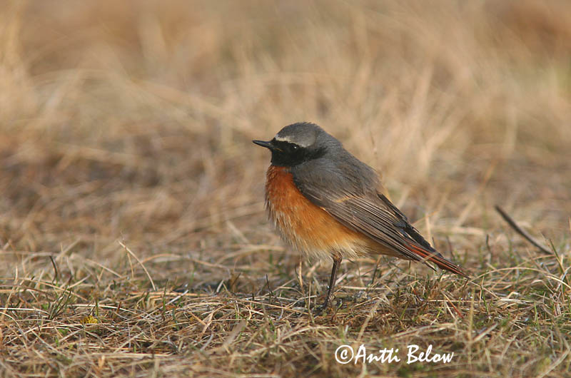 Avainsanat: Cotxa cua-roja Rødstjert Gekraagde roodstaart Common Redstart Lepalind Leppälintu Rougequeue à front blanc Gartenrotschwanz Kerti rozsdafarkú Garðaskotta Rødstjert Rabirruivo-de-testa-branca Phoenicurus phoenicurus Colirrojo Real Rödstjärt