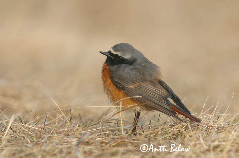 Avainsanat: Cotxa cua-roja Rødstjert Gekraagde roodstaart Common Redstart Lepalind Leppälintu Rougequeue à front blanc Gartenrotschwanz Kerti rozsdafarkú Garðaskotta Rødstjert Rabirruivo-de-testa-branca Phoenicurus phoenicurus Colirrojo Real Rödstjärt