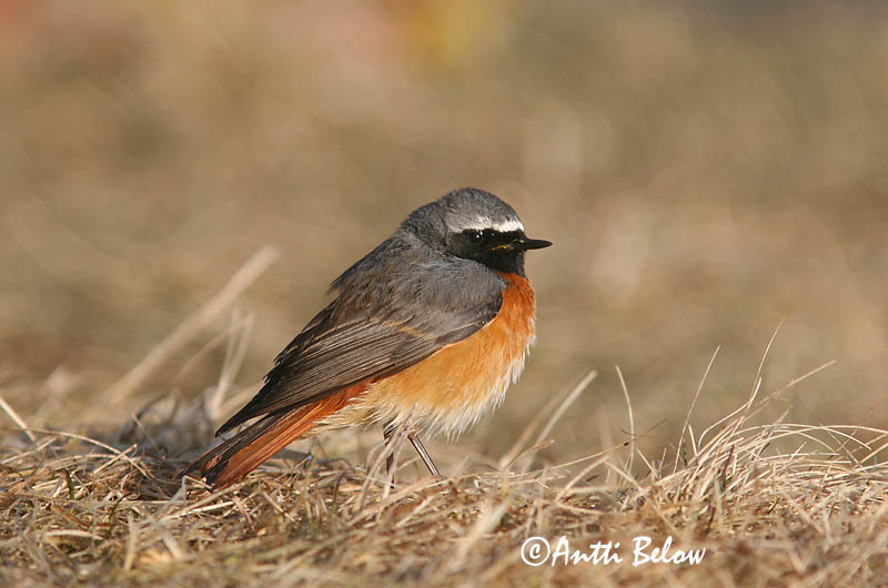 Avainsanat: Cotxa cua-roja Rødstjert Gekraagde roodstaart Common Redstart Lepalind Leppälintu Rougequeue à front blanc Gartenrotschwanz Kerti rozsdafarkú Garðaskotta Rødstjert Rabirruivo-de-testa-branca Phoenicurus phoenicurus Colirrojo Real Rödstjärt