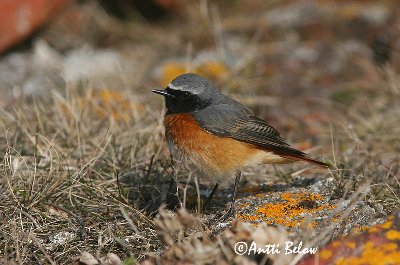 Avainsanat: Cotxa cua-roja Rødstjert Gekraagde roodstaart Common Redstart Lepalind Leppälintu Rougequeue à front blanc Gartenrotschwanz Kerti rozsdafarkú Garðaskotta Rødstjert Rabirruivo-de-testa-branca Phoenicurus phoenicurus Colirrojo Real Rödstjärt