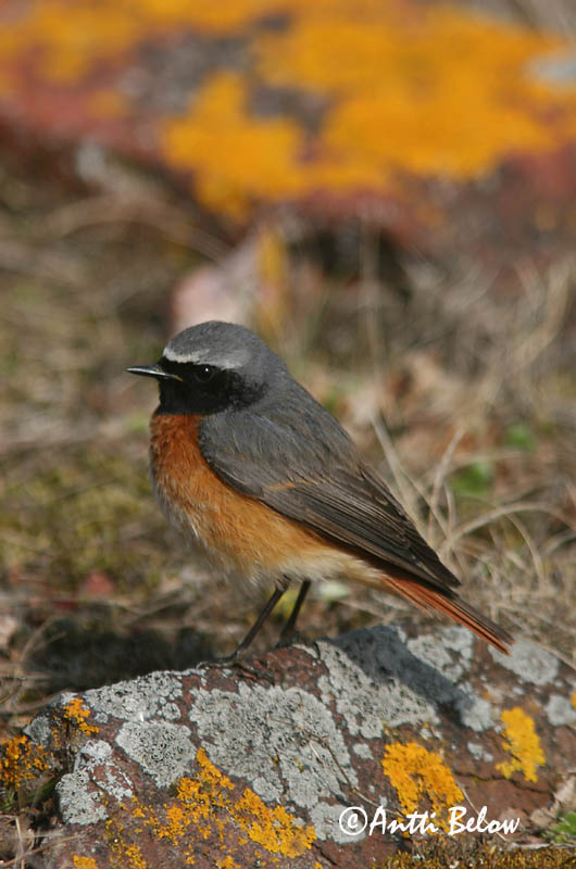 Avainsanat: Cotxa cua-roja Rødstjert Gekraagde roodstaart Common Redstart Lepalind Leppälintu Rougequeue à front blanc Gartenrotschwanz Kerti rozsdafarkú Garðaskotta Rødstjert Rabirruivo-de-testa-branca Phoenicurus phoenicurus Colirrojo Real Rödstjärt