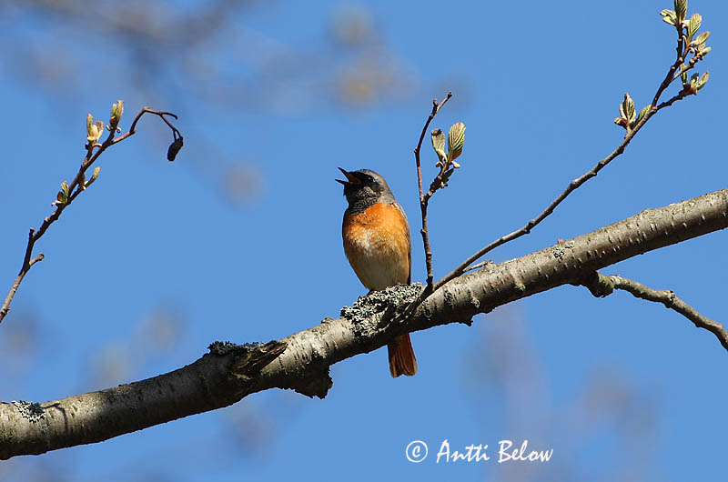 Avainsanat: Cotxa cua-roja Rødstjert Gekraagde roodstaart Common Redstart Lepalind Leppälintu Rougequeue à front blanc Gartenrotschwanz Kerti rozsdafarkú Garðaskotta Rødstjert Rabirruivo-de-testa-branca Phoenicurus phoenicurus Colirrojo Real Rödstjärt