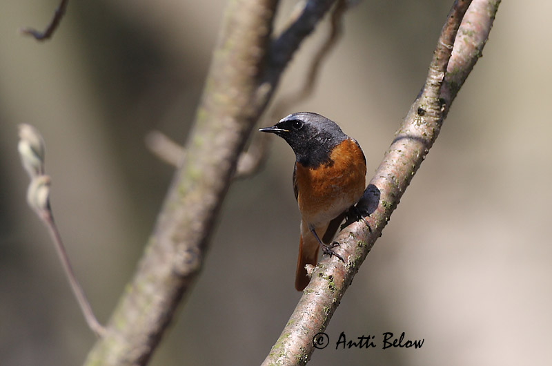 Avainsanat: Cotxa cua-roja Rødstjert Gekraagde roodstaart Common Redstart Lepalind Leppälintu Rougequeue à front blanc Gartenrotschwanz Kerti rozsdafarkú Garðaskotta Rødstjert Rabirruivo-de-testa-branca Phoenicurus phoenicurus Colirrojo Real Rödstjärt