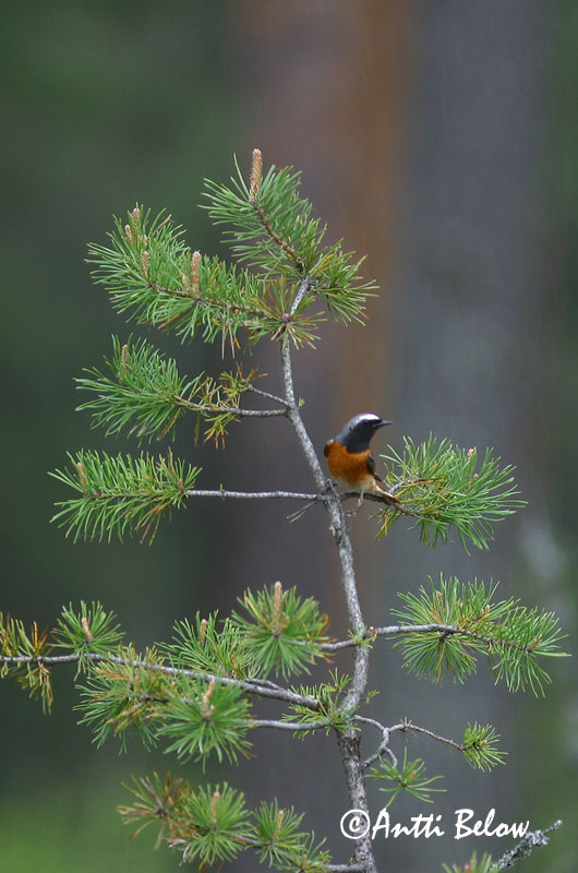 Avainsanat: Cotxa cua-roja Rødstjert Gekraagde roodstaart Common Redstart Lepalind Leppälintu Rougequeue à front blanc Gartenrotschwanz Kerti rozsdafarkú Garðaskotta Rødstjert Rabirruivo-de-testa-branca Phoenicurus phoenicurus Colirrojo Real Rödstjärt