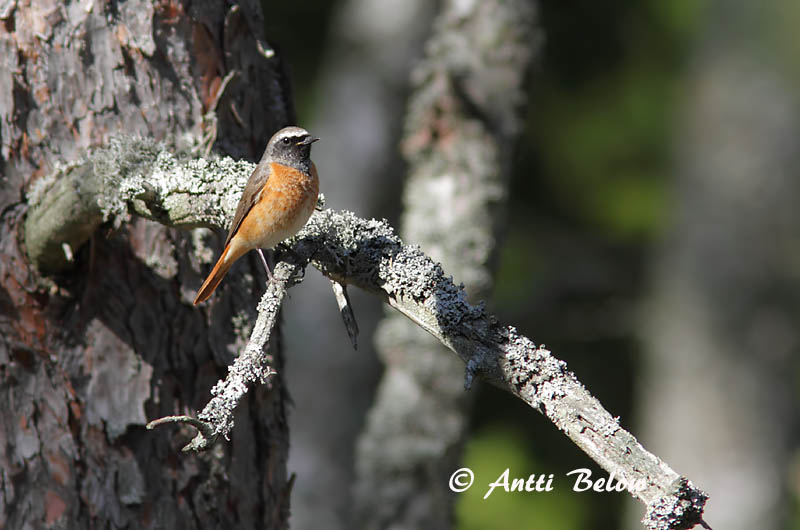 Avainsanat: Cotxa cua-roja Rødstjert Gekraagde roodstaart Common Redstart Lepalind Leppälintu Rougequeue à front blanc Gartenrotschwanz Kerti rozsdafarkú Garðaskotta Rødstjert Rabirruivo-de-testa-branca Phoenicurus phoenicurus Colirrojo Real Rödstjärt