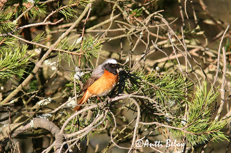 Avainsanat: Cotxa cua-roja Rødstjert Gekraagde roodstaart Common Redstart Lepalind Leppälintu Rougequeue à front blanc Gartenrotschwanz Kerti rozsdafarkú Garðaskotta Rødstjert Rabirruivo-de-testa-branca Phoenicurus phoenicurus Colirrojo Real Rödstjärt