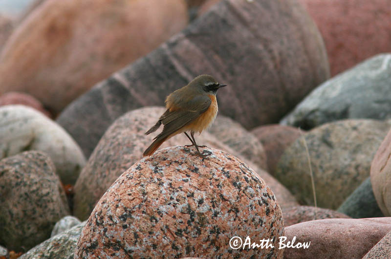 Avainsanat: Cotxa cua-roja Rødstjert Gekraagde roodstaart Common Redstart Lepalind Leppälintu Rougequeue à front blanc Gartenrotschwanz Kerti rozsdafarkú Garðaskotta Rødstjert Rabirruivo-de-testa-branca Phoenicurus phoenicurus Colirrojo Real Rödstjärt