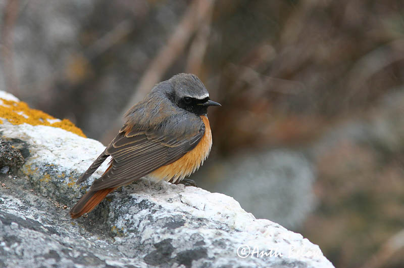 Avainsanat: Cotxa cua-roja Rødstjert Gekraagde roodstaart Common Redstart Lepalind Leppälintu Rougequeue à front blanc Gartenrotschwanz Kerti rozsdafarkú Garðaskotta Rødstjert Rabirruivo-de-testa-branca Phoenicurus phoenicurus Colirrojo Real Rödstjärt