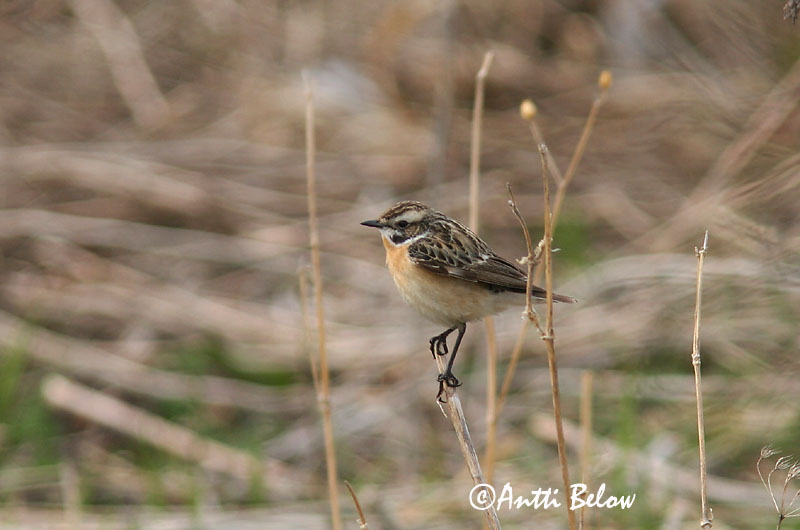 Avainsanat: Bitxac rogenc Bynkefugl Paapje Whinchat Kadakatäks Pensastasku Tarier des prés Braunkehlchen Rozsdás csaláncsúcs Vallskvetta Stiaccino Buskskvett Cartaxo-nortenho Saxicola rubetra Tarabilla Norteña Buskskvätta