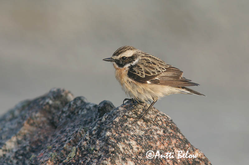Avainsanat: Bitxac rogenc Bynkefugl Paapje Whinchat Kadakatäks Pensastasku Tarier des prés Braunkehlchen Rozsdás csaláncsúcs Vallskvetta Stiaccino Buskskvett Cartaxo-nortenho Saxicola rubetra Tarabilla Norteña Buskskvätta