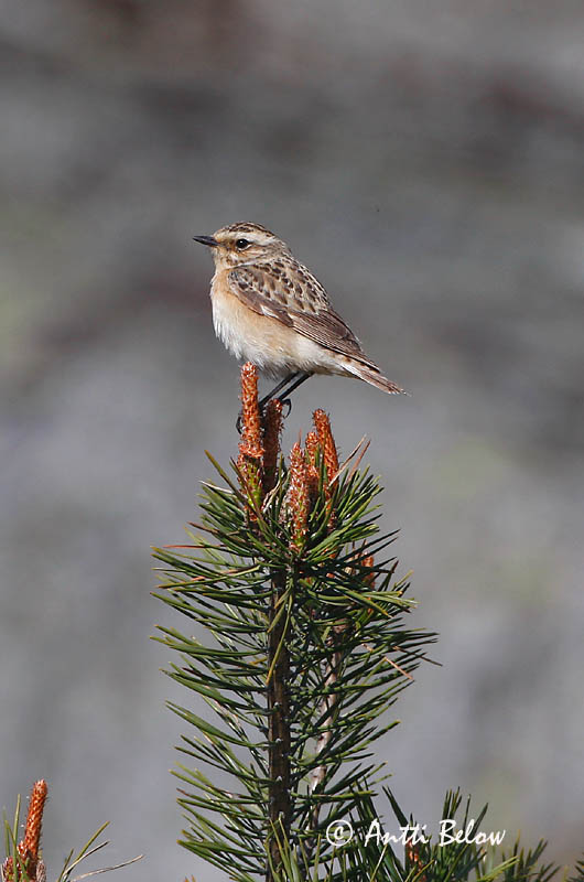 Avainsanat: Bitxac rogenc Bynkefugl Paapje Whinchat Kadakatäks Pensastasku Tarier des prés Braunkehlchen Rozsdás csaláncsúcs Vallskvetta Stiaccino Buskskvett Cartaxo-nortenho Saxicola rubetra Tarabilla Norteña Buskskvätta