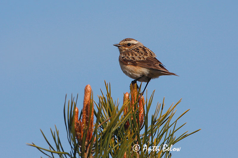 Avainsanat: Bitxac rogenc Bynkefugl Paapje Whinchat Kadakatäks Pensastasku Tarier des prés Braunkehlchen Rozsdás csaláncsúcs Vallskvetta Stiaccino Buskskvett Cartaxo-nortenho Saxicola rubetra Tarabilla Norteña Buskskvätta