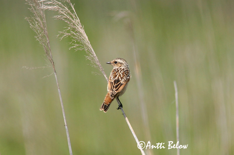 Avainsanat: Bitxac rogenc Bynkefugl Paapje Whinchat Kadakatäks Pensastasku Tarier des prés Braunkehlchen Rozsdás csaláncsúcs Vallskvetta Stiaccino Buskskvett Cartaxo-nortenho Saxicola rubetra Tarabilla Norteña Buskskvätta