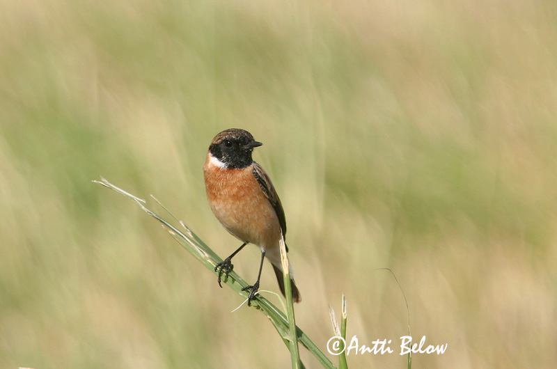Avainsanat: Bitxac comú Sortstrubet bynkefugl Roodborsttapuit Common Stonechat Kaelustäks Mustapäätasku Tarier pâtre Schwarzkehlchen Cigány-csaláncsúcs Hagaskvetta Saltimpalo Svartstrupe Cartaxo-comum Saxicola torquata Tarabilla Común Svarthakad buskskvätta