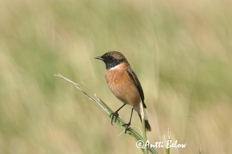 Avainsanat: Bitxac comú Sortstrubet bynkefugl Roodborsttapuit Common Stonechat Kaelustäks Mustapäätasku Tarier pâtre Schwarzkehlchen Cigány-csaláncsúcs Hagaskvetta Saltimpalo Svartstrupe Cartaxo-comum Saxicola torquata Tarabilla Común Svarthakad buskskvätta