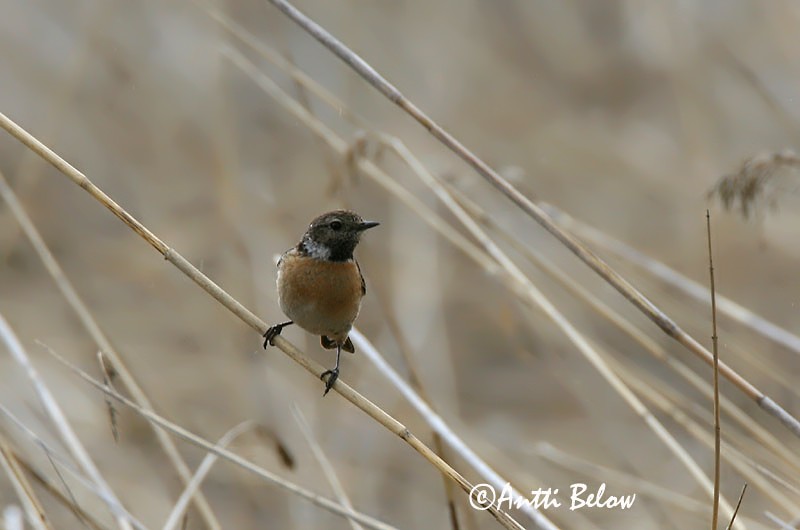 Avainsanat: Bitxac comú Sortstrubet bynkefugl Roodborsttapuit Common Stonechat Kaelustäks Mustapäätasku Tarier pâtre Schwarzkehlchen Cigány-csaláncsúcs Hagaskvetta Saltimpalo Svartstrupe Cartaxo-comum Saxicola torquata Tarabilla Común Svarthakad buskskvätta