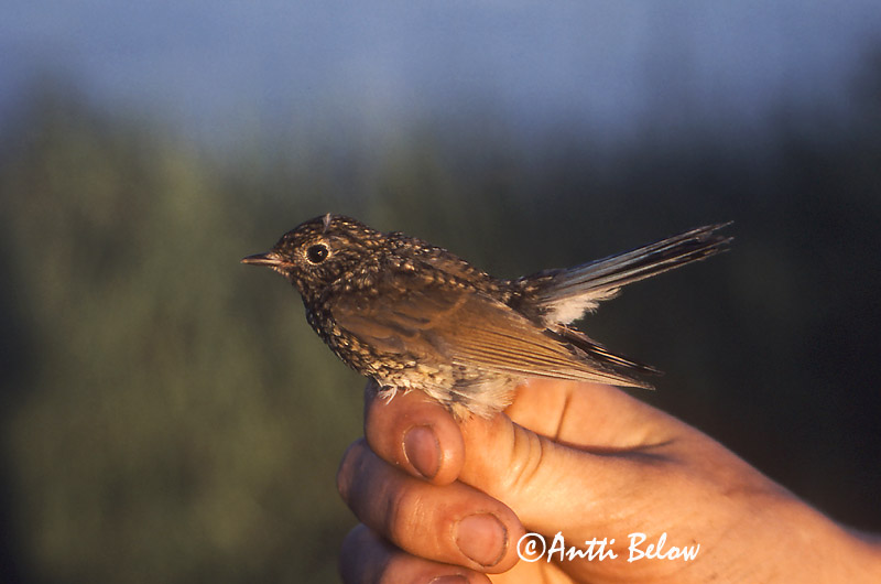 Avainsanat: Cotxa cuablava Blåstjert Blauwstaart Red-flanked Bluetail Sinisaba Sinipyrstö Robin à flancs roux Blauschwanz Kékfarkú Kékfarkú Codazzuro Blåstjert Rouxinol-rabiazul Tarsiger cyanurus Coliazul Cejiblanco Blåstjärt