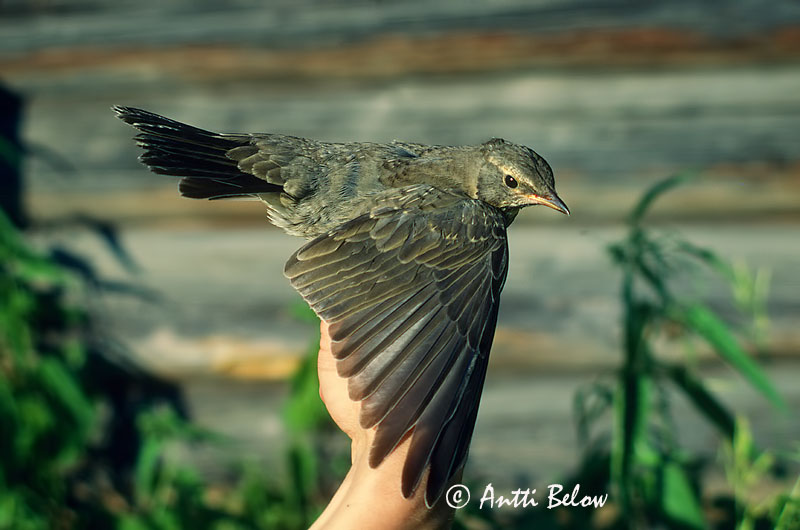 Avainsanat: Taigadrossel Roodkeellijster Dark-throated Thrush Mustpugu-rästas Mustakaularastas Grive à gorge noire Schwarzkehldrossel Tajgarigó Góuþröstur Taigatrost Tordo-de-pago/-ruivo/-preto Turdus atrogularis Zorzal Papinegro Taigatrast