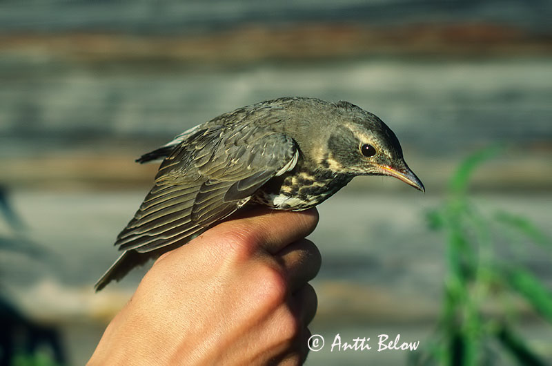 Avainsanat: Taigadrossel Roodkeellijster Dark-throated Thrush Mustpugu-rästas Mustakaularastas Grive à gorge noire Schwarzkehldrossel Tajgarigó Góuþröstur Taigatrost Tordo-de-pago/-ruivo/-preto Turdus atrogularis Zorzal Papinegro Taigatrast