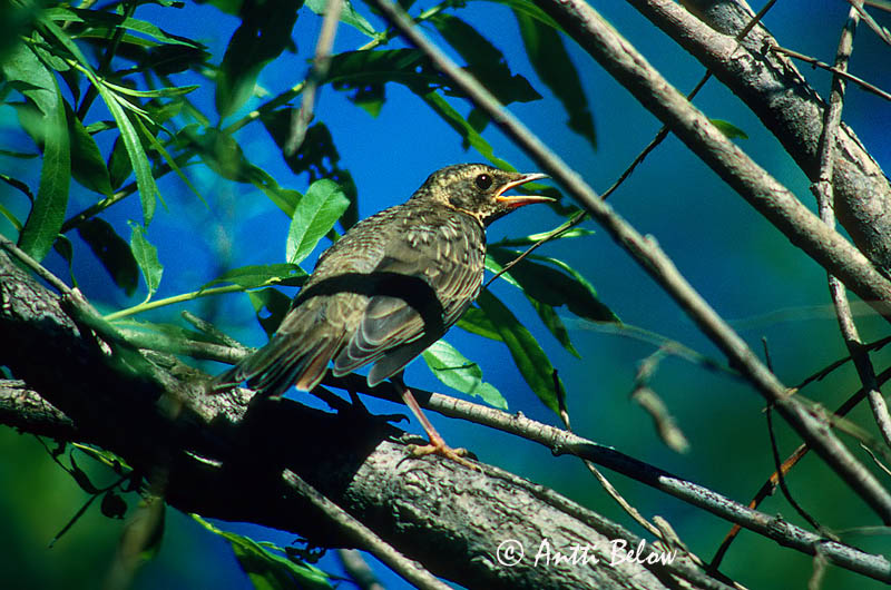 Avainsanat: Taigadrossel Roodkeellijster Dark-throated Thrush Mustpugu-rästas Mustakaularastas Grive à gorge noire Schwarzkehldrossel Tajgarigó Góuþröstur Taigatrost Tordo-de-pago/-ruivo/-preto Turdus atrogularis Zorzal Papinegro Taigatrast