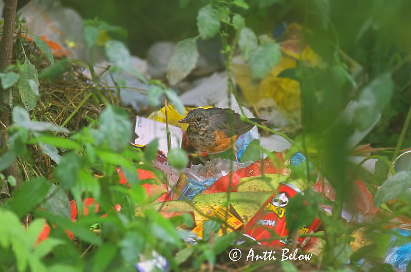 Avainsanat: Grey-backed Thrush Japaninpunarastas Merle à dos gris Turdus hortulorum Gråryggad trast