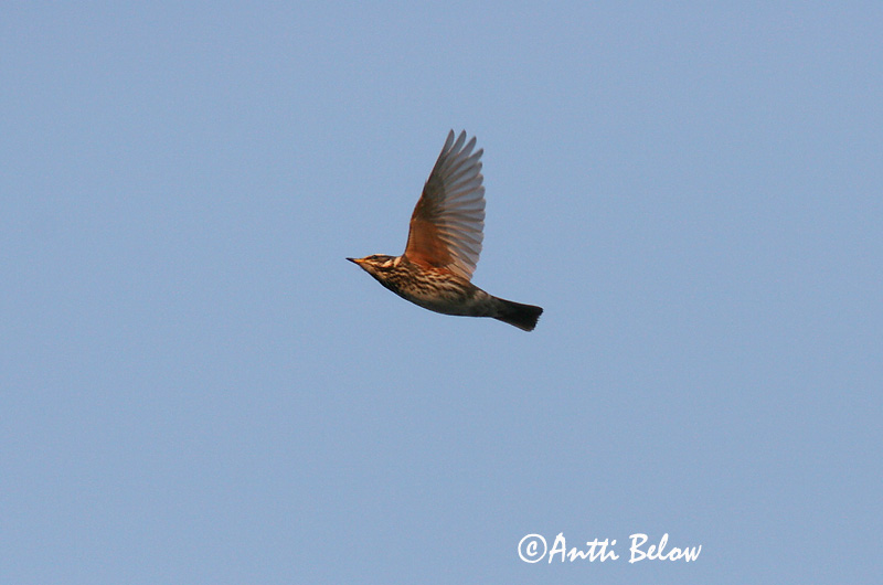 Avainsanat: Tord ala-roig Vindrossel Koperwiek Redwing Vainurästas Punakylkirastas Grive mauvis Rotdrossel Szolorigó Skógarþröstur Rødvingetrost Tordo-ruivo-comum Turdus iliacus Zorzal Allirojo Rödvingetrast