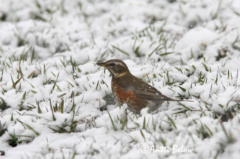Avainsanat: Tord ala-roig Vindrossel Koperwiek Redwing Vainurästas Punakylkirastas Grive mauvis Rotdrossel Szolorigó Skógarþröstur Rødvingetrost Tordo-ruivo-comum Turdus iliacus Zorzal Allirojo Rödvingetrast