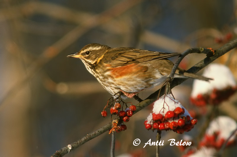 Avainsanat: Tord ala-roig Vindrossel Koperwiek Redwing Vainurästas Punakylkirastas Grive mauvis Rotdrossel Szolorigó Skógarþröstur Rødvingetrost Tordo-ruivo-comum Turdus iliacus Zorzal Allirojo Rödvingetrast