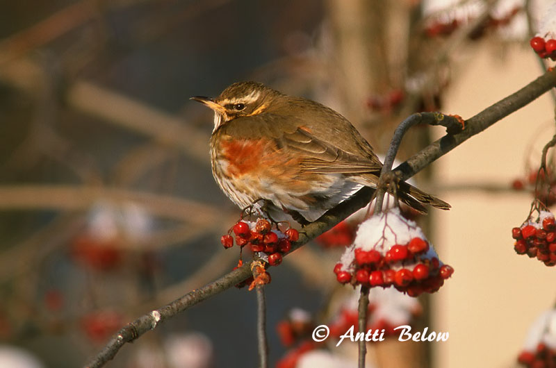 Avainsanat: Tord ala-roig Vindrossel Koperwiek Redwing Vainurästas Punakylkirastas Grive mauvis Rotdrossel Szolorigó Skógarþröstur Rødvingetrost Tordo-ruivo-comum Turdus iliacus Zorzal Allirojo Rödvingetrast