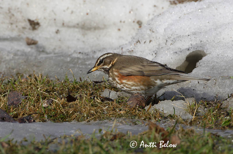Avainsanat: Tord ala-roig Vindrossel Koperwiek Redwing Vainurästas Punakylkirastas Grive mauvis Rotdrossel Szolorigó Skógarþröstur Rødvingetrost Tordo-ruivo-comum Turdus iliacus Zorzal Allirojo Rödvingetrast