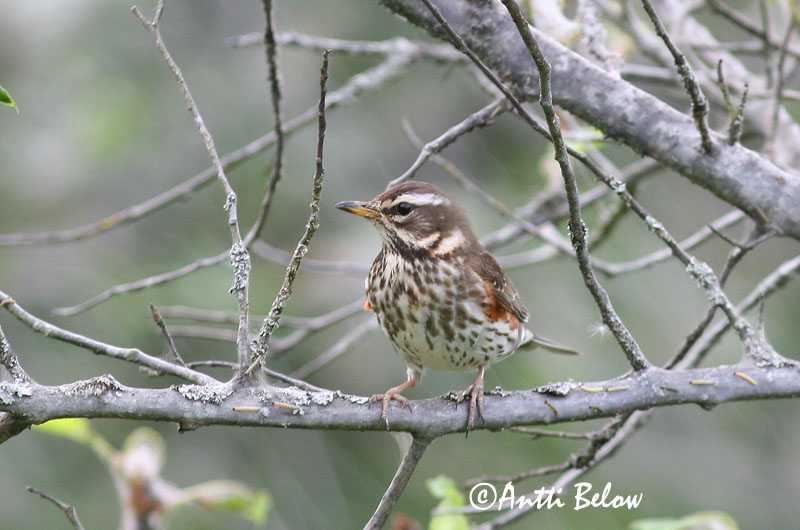 Avainsanat: Tord ala-roig Vindrossel Koperwiek Redwing Vainurästas Punakylkirastas Grive mauvis Rotdrossel Szolorigó Skógarþröstur Rødvingetrost Tordo-ruivo-comum Turdus iliacus Zorzal Allirojo Rödvingetrast