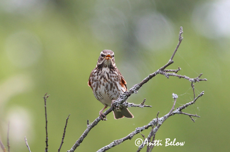 Avainsanat: Tord ala-roig Vindrossel Koperwiek Redwing Vainurästas Punakylkirastas Grive mauvis Rotdrossel Szolorigó Skógarþröstur Rødvingetrost Tordo-ruivo-comum Turdus iliacus Zorzal Allirojo Rödvingetrast