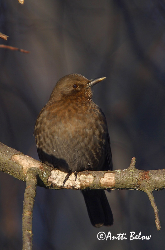Avainsanat: Merla Solsort Merel Common Blackbird Musträstas Mustarastas Merle noir Amsel Feketerigó Svartþ:röstur Svarttrost Melro-preto Turdus merula Mirlo Común Koltrast