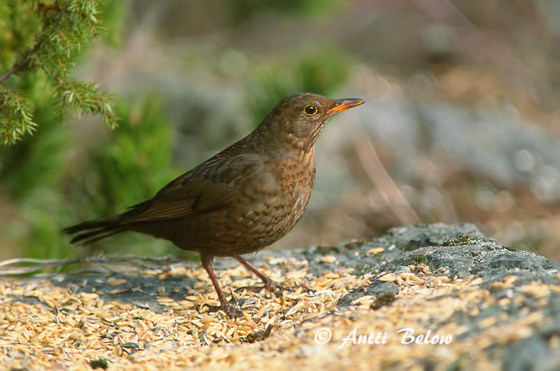 Avainsanat: Merla Solsort Merel Common Blackbird Musträstas Mustarastas Merle noir Amsel Feketerigó Svartþ:röstur Svarttrost Melro-preto Turdus merula Mirlo Común Koltrast