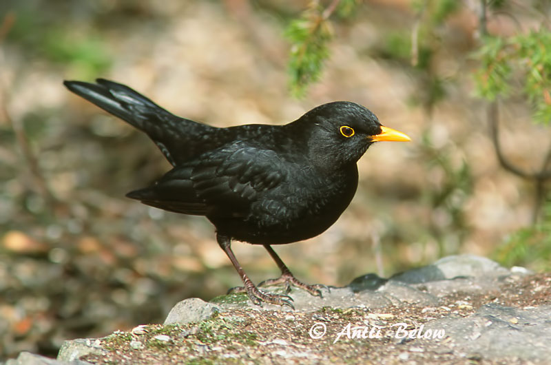 Avainsanat: Merla Solsort Merel Common Blackbird Musträstas Mustarastas Merle noir Amsel Feketerigó Svartþ:röstur Svarttrost Melro-preto Turdus merula Mirlo Común Koltrast