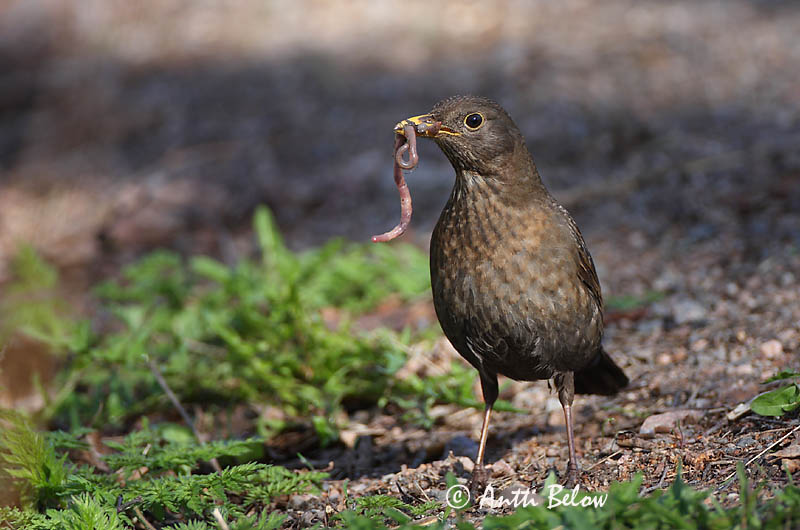 Avainsanat: Merla Solsort Merel Common Blackbird Musträstas Mustarastas Merle noir Amsel Feketerigó Svartþ:röstur Svarttrost Melro-preto Turdus merula Mirlo Común Koltrast