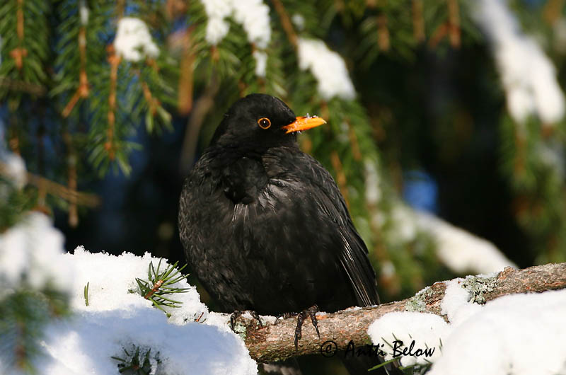 Avainsanat: Merla Solsort Merel Common Blackbird Musträstas Mustarastas Merle noir Amsel Feketerigó Svartþ:röstur Svarttrost Melro-preto Turdus merula Mirlo Común Koltrast