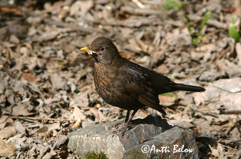Avainsanat: Merla Solsort Merel Common Blackbird Musträstas Mustarastas Merle noir Amsel Feketerigó Svartþ:röstur Svarttrost Melro-preto Turdus merula Mirlo Común Koltrast
