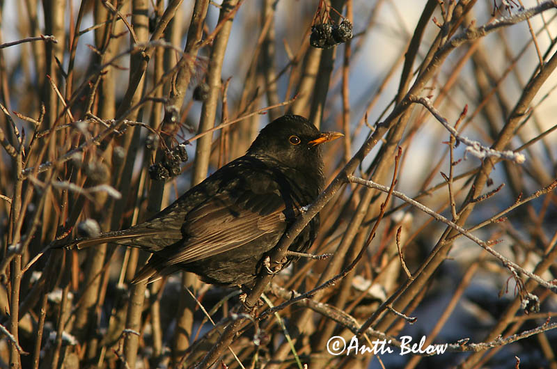 Avainsanat: Merla Solsort Merel Common Blackbird Musträstas Mustarastas Merle noir Amsel Feketerigó Svartþ:röstur Svarttrost Melro-preto Turdus merula Mirlo Común Koltrast