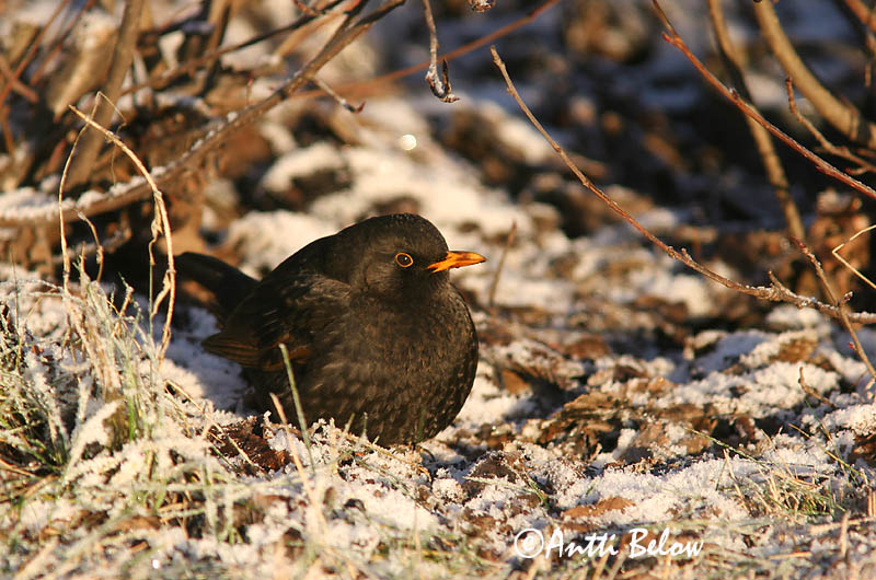 Avainsanat: Merla Solsort Merel Common Blackbird Musträstas Mustarastas Merle noir Amsel Feketerigó Svartþ:röstur Svarttrost Melro-preto Turdus merula Mirlo Común Koltrast