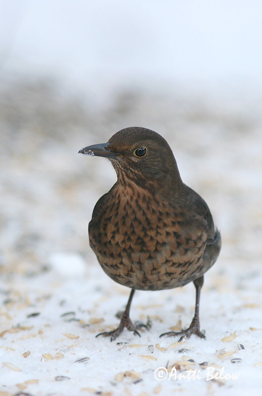 Avainsanat: Merla Solsort Merel Common Blackbird Musträstas Mustarastas Merle noir Amsel Feketerigó Svartþ:röstur Svarttrost Melro-preto Turdus merula Mirlo Común Koltrast