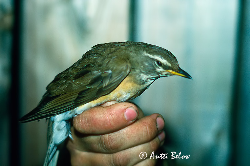 Avainsanat: Vale lijster Eyebrowed Thrush Taigarastas Grive obscure Weißbrauendrossel Gråstrupetrost Turdus obscurus Zorzal Rojigrís Gråhalsad trast Harmaakurkkurastas