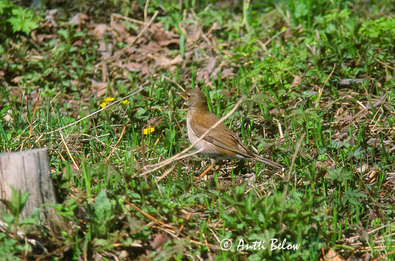 Avainsanat: Pale Thrush Amurinrastas Merle pâle Fahldrossel Turdus pallidus Zorzal Pálido Amurtrast