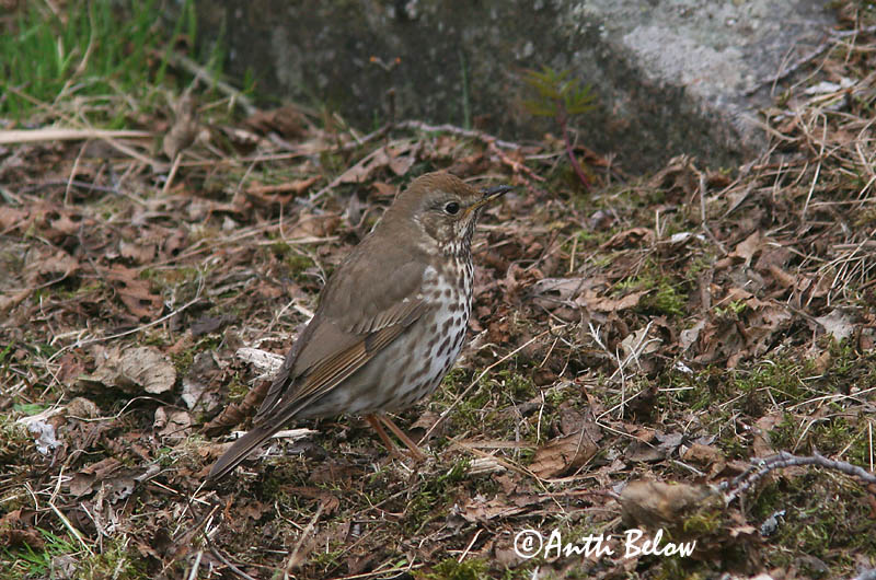 Avainsanat: Tord comú Sangdrossel Zanglijster Song Thrush Laulurästas Laulurastas Grive musicienne Singdrossel Énekes rigó Söngþröstur Måltrost Tordo-comum Turdus philomelos Zorzal Común Taltrast