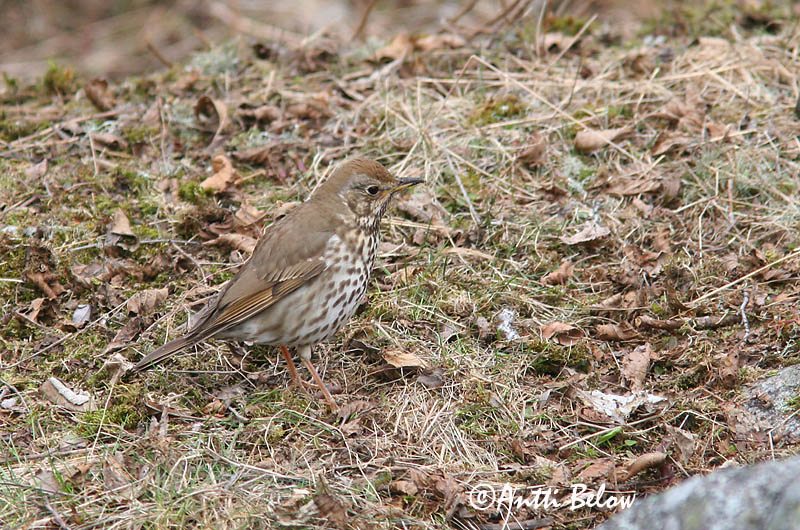 Avainsanat: Tord comú Sangdrossel Zanglijster Song Thrush Laulurästas Laulurastas Grive musicienne Singdrossel Énekes rigó Söngþröstur Måltrost Tordo-comum Turdus philomelos Zorzal Común Taltrast
