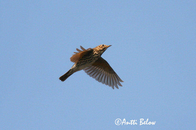 Avainsanat: Tord comú Sangdrossel Zanglijster Song Thrush Laulurästas Laulurastas Grive musicienne Singdrossel Énekes rigó Söngþröstur Måltrost Tordo-comum Turdus philomelos Zorzal Común Taltrast