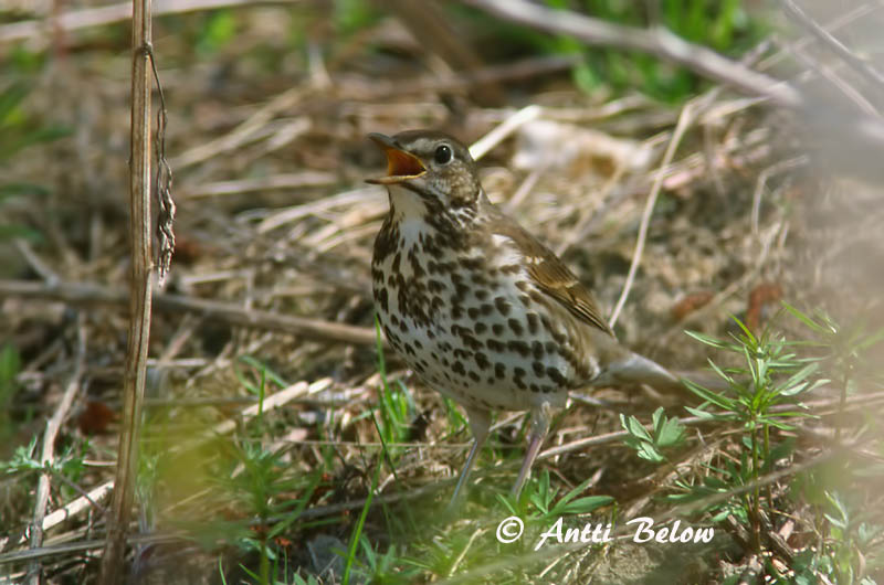 Avainsanat: Tord comú Sangdrossel Zanglijster Song Thrush Laulurästas Laulurastas Grive musicienne Singdrossel Énekes rigó Söngþröstur Måltrost Tordo-comum Turdus philomelos Zorzal Común Taltrast
