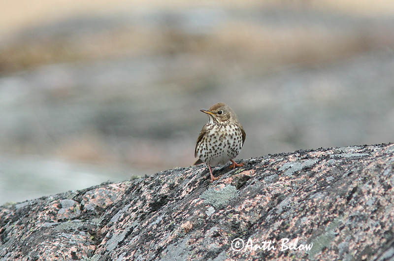 Avainsanat: Tord comú Sangdrossel Zanglijster Song Thrush Laulurästas Laulurastas Grive musicienne Singdrossel Énekes rigó Söngþröstur Måltrost Tordo-comum Turdus philomelos Zorzal Común Taltrast