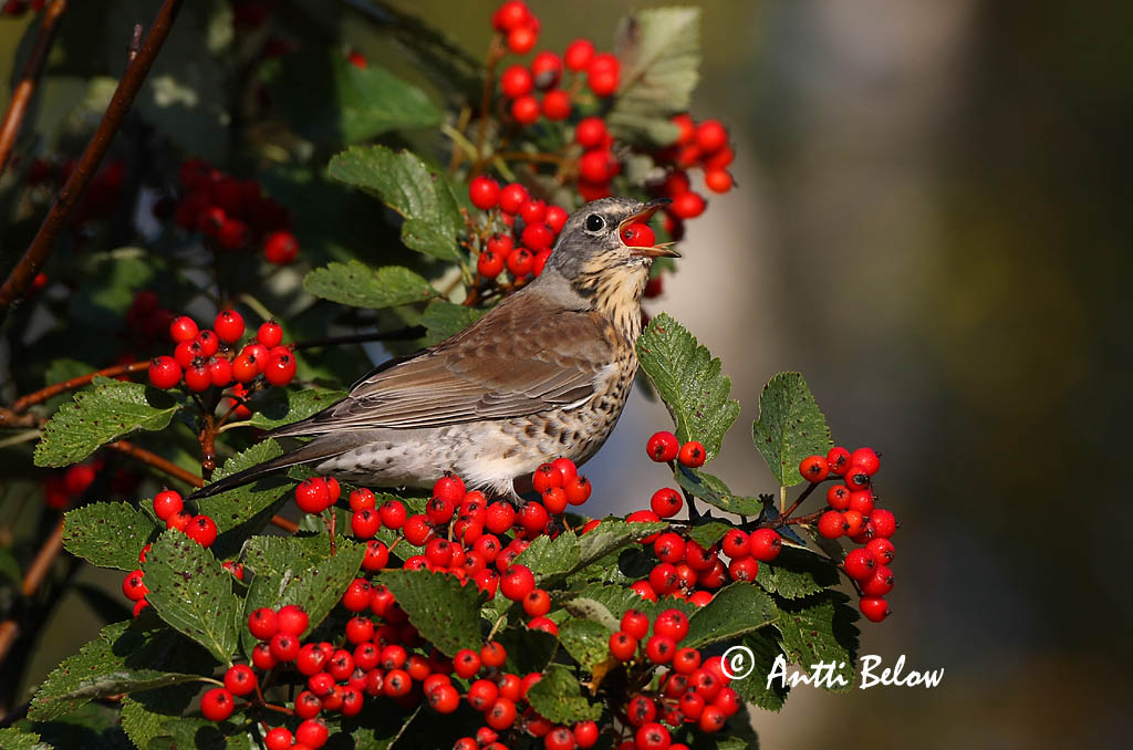 Avainsanat: Griva cerdana Sjagger Kramsvogel Fieldfare Hallrästas, paskrästas Räkättirastas Grive litorne Wacholderdrossel Fenyörigó Gráþröstur Gråtrost Tordo-zornal Turdus pilaris Zorzal Real Björktrast