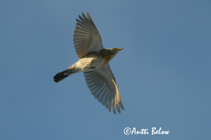 Avainsanat: Griva cerdana Sjagger Kramsvogel Fieldfare Hallrästas, paskrästas Räkättirastas Grive litorne Wacholderdrossel Fenyörigó Gráþröstur Gråtrost Tordo-zornal Turdus pilaris Zorzal Real Björktrast